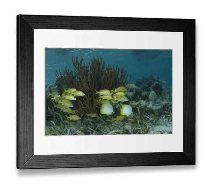 Framed Print : Spotfin Butterflyfish (Chaetodon ocellatus) & French Grunt (Haemulon flavolineatum) Framed Print : Spotfin Butterflyfish (Chaetodon ocellatus) & French Grunt (Haemulon flavolineatum)