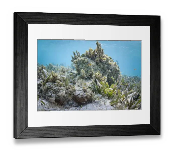 Framed Print : Spotted Scorpionfish (Scorpaena plumieri) hiding, Lighthouse Reef Atoll, Belize Framed Print : Spotted Scorpionfish (Scorpaena plumieri) hiding, Lighthouse Reef Atoll, Belize