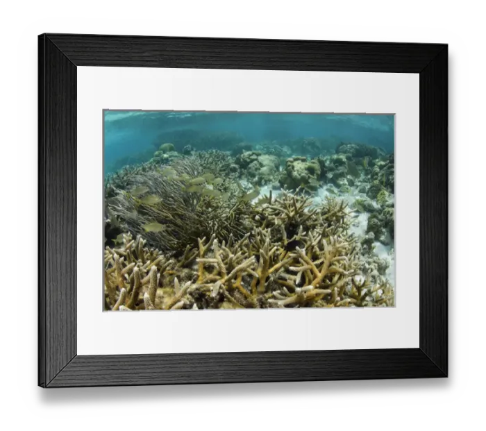 Framed Print : Staghorn Coral (Acropora cervicornis) & French Grunt (Haemulon flavolineatum), Hol
