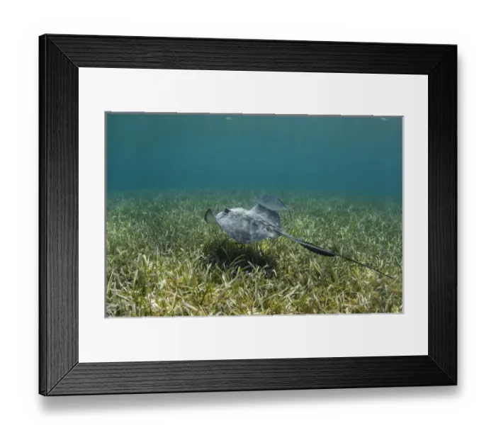 Framed Print : Southern Stingray (Dasyatis americana) & Bar Jack (Caranx ruber), Belize Barrier Reef Framed Print : Southern Stingray (Dasyatis americana) & Bar Jack (Caranx ruber), Belize Barrier Reef