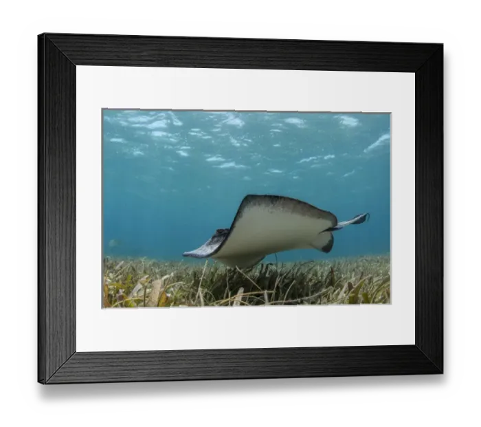 Framed Print : Southern Stingray (Dasyatis americana), Belize Barrier Reef, BELIZE, Central America
