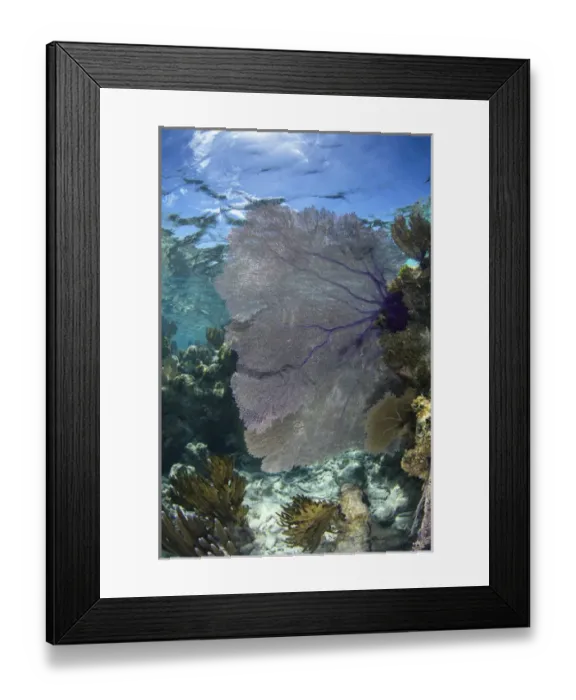 Framed Print : Venus Sea Fan (Gorgonia flabellum), Lighthouse Reef Atoll, Belize, Central America