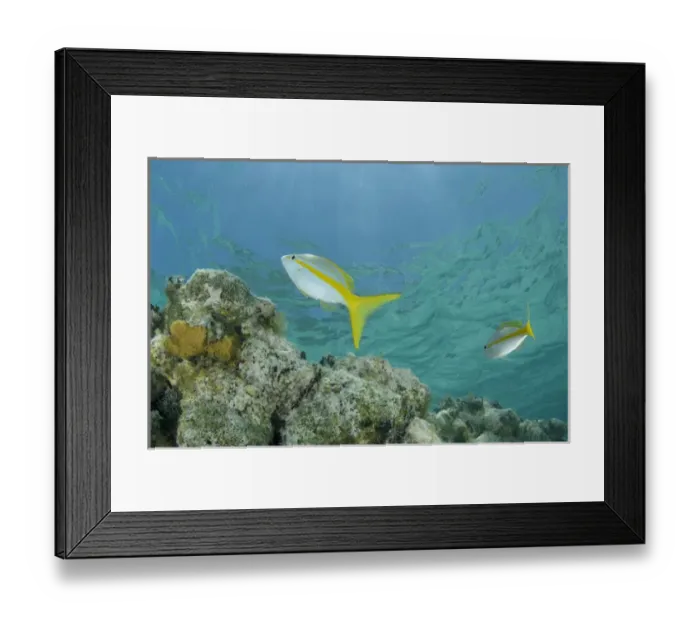 Framed Print : Yellowtail Snapper (Ocyurus chrysurus), Halfmoon Caye, Lighthouse Reef Atoll, Belize Framed Print : Yellowtail Snapper (Ocyurus chrysurus), Halfmoon Caye, Lighthouse Reef Atoll, Belize