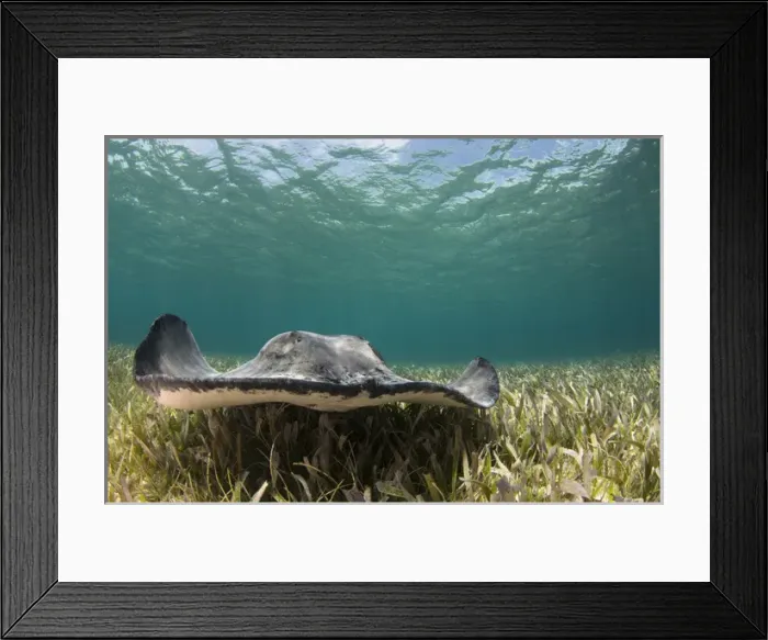 Framed Print : Caribbean Whiptail Ray (Himantura schmardae), Shark Ray Alley, Hol Chan Marine Reserve
