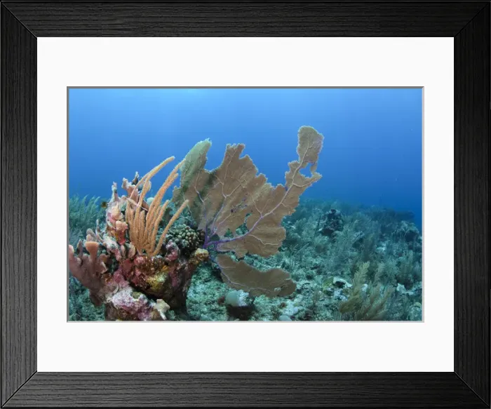 Framed Print : Venus Sea Fan (Gorgonia flabellum), Hol Chan Marine Reserve, Coral Reef Island, Belize Barrier Reef Framed Print : Venus Sea Fan (Gorgonia flabellum), Hol Chan Marine Reserve, Coral Reef Island, Belize Barrier Reef