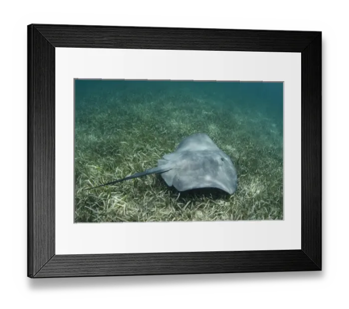 Framed Print : Caribbean Whiptail Ray (Himantura schmardae) (Rhizophora mangle), Lighthouse Reef Atoll Framed Print : Caribbean Whiptail Ray (Himantura schmardae) (Rhizophora mangle), Lighthouse Reef Atoll