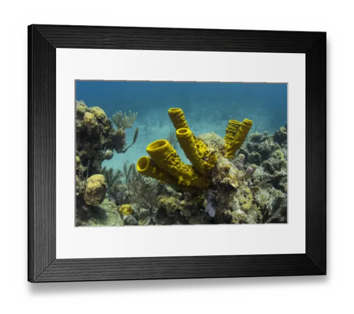 Framed Print : Yellow Tube Sponge (Aplysina fistularis), Lighthouse Reef Atoll, Belize Barrier Reef Framed Print : Yellow Tube Sponge (Aplysina fistularis), Lighthouse Reef Atoll, Belize Barrier Reef