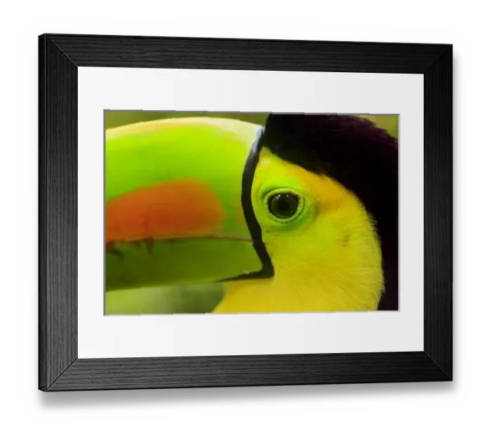 Framed Print : Keel-billed Toucan (Ramphastos sulfuratus), National Bird of Belize, Belize Zoo near Belize City