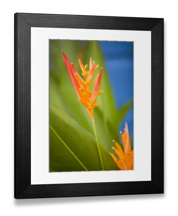 Framed Print : Central America, Belize, Placencia, tropical flower in garden Framed Print : Central America, Belize, Placencia, tropical flower in garden