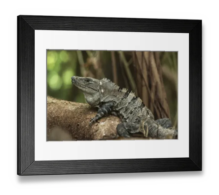 Framed Print : Black Spiny-tailed Iguana or Wish Willy (Ctenosaura similis), Halfmoon Caye, Lighthouse Framed Print : Black Spiny-tailed Iguana or Wish Willy (Ctenosaura similis), Halfmoon Caye, Lighthouse