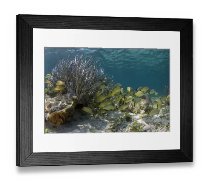 Framed Print : Bluestriped Grunt (Haemulon sciurus), Hol Chan Marine Reserve near Ambergris Caye and Caye Caulker Framed Print : Bluestriped Grunt (Haemulon sciurus), Hol Chan Marine Reserve near Ambergris Caye and Caye Caulker