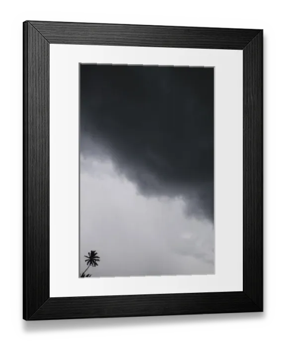 Framed Print : Coconut Palm (Cocos nucifera) and storm couds, Ambergris Caye, Lighthouse Reef Atoll Framed Print : Coconut Palm (Cocos nucifera) and storm couds, Ambergris Caye, Lighthouse Reef Atoll