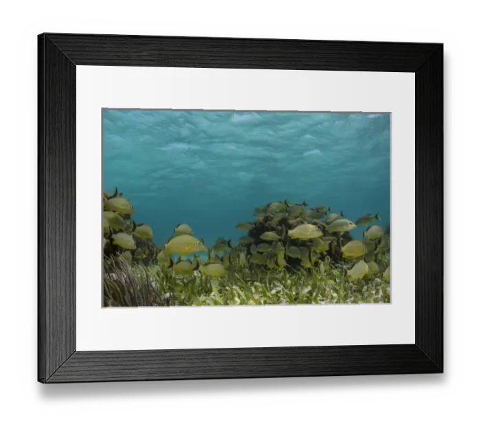 Framed Print : Bluestriped Grunt (Haemulon sciurus), Hol Chan Marine Reserve near Ambergris Caye and Caye Caulker