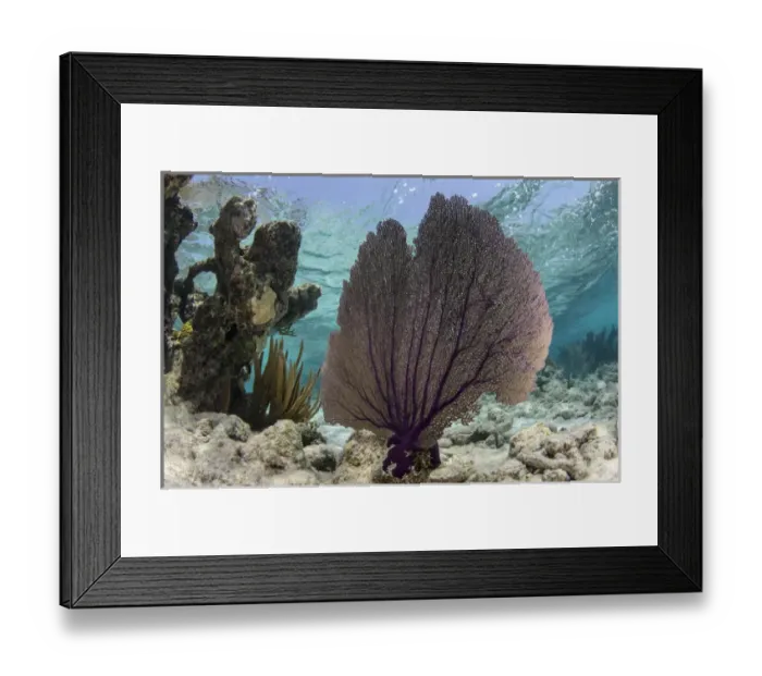 Framed Print : Common Sea Fan (Gorgonia ventalina), Lighthouse Reef Atoll, Belize, Central America