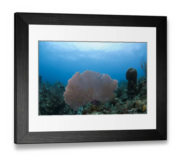 Framed Print : Common Sea Fan (Gorgonia ventalina), Ambergris Caye, Belize, Central America Framed Print : Common Sea Fan (Gorgonia ventalina), Ambergris Caye, Belize, Central America