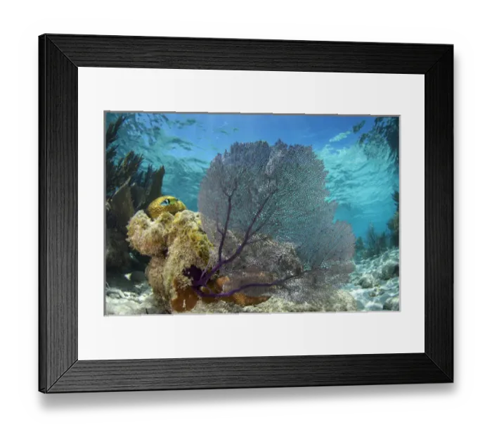 Framed Print : Common Sea Fan (Gorgonia ventalina), Lighthouse Reef Atoll, Belize, Central America Framed Print : Common Sea Fan (Gorgonia ventalina), Lighthouse Reef Atoll, Belize, Central America