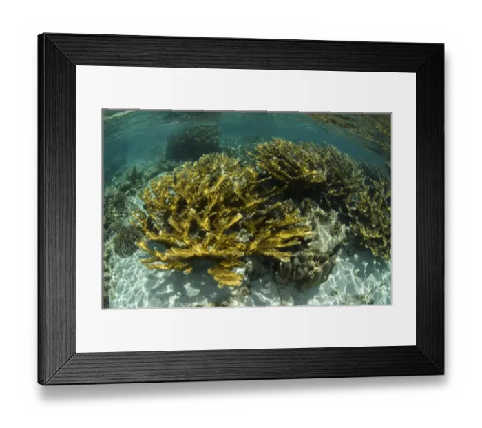 Framed Print : Elkhorn Coral (Acropora palmata), Hol Chan Marine Reserve near Ambergris Caye and Caye Caulker