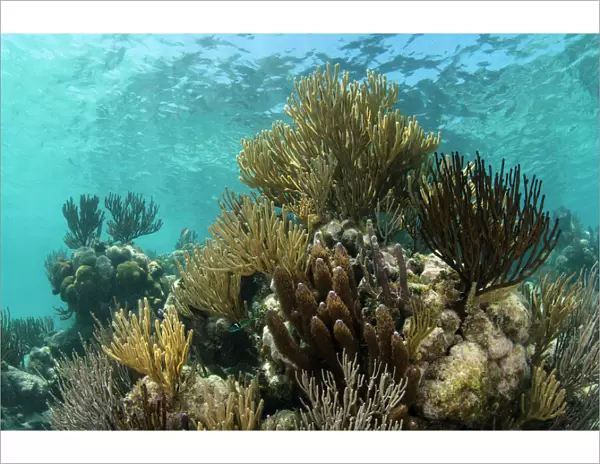 Coral reef, Ambergris Caye, Belize, Central America