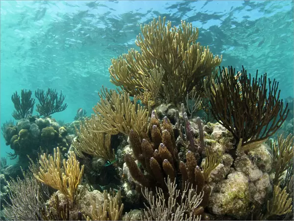 Coral reef, Ambergris Caye, Belize, Central America