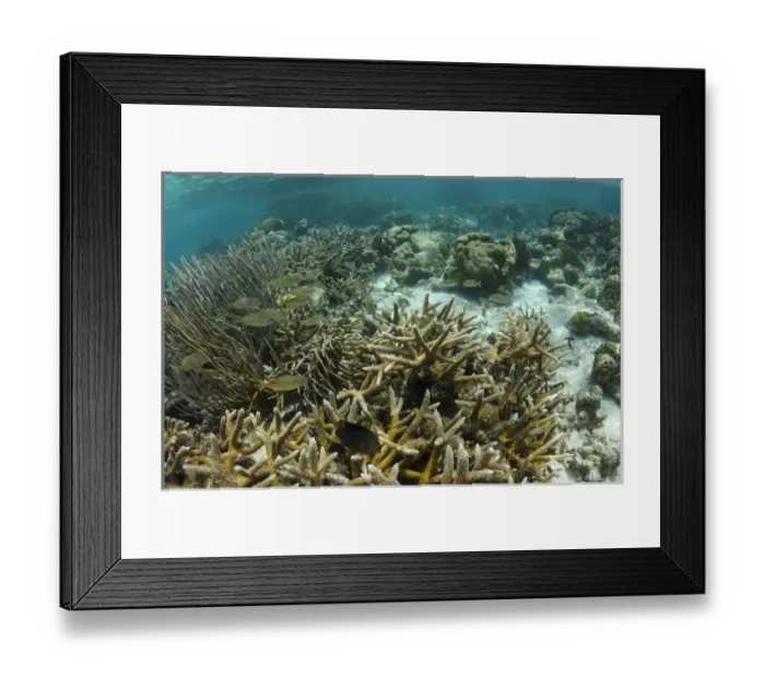 Framed Print : Branched Finger Coral (Porites porites) forma furcata & French Grunt (Haemulon flavolineatum) Framed Print : Branched Finger Coral (Porites porites) forma furcata & French Grunt (Haemulon flavolineatum)