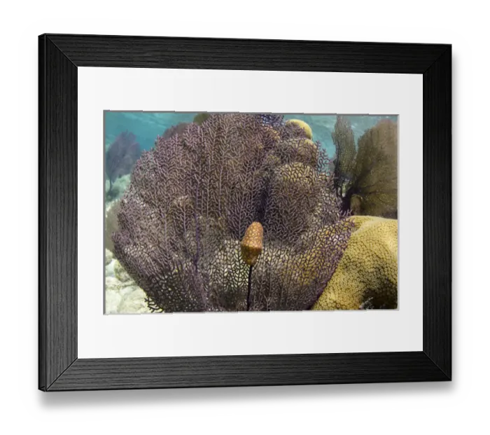 Framed Print : Flamingo Tongue (Cyphoma gibbous) on Common Sea Fan (Gorgonia ventalina), Lighthouse Reef Atoll Framed Print : Flamingo Tongue (Cyphoma gibbous) on Common Sea Fan (Gorgonia ventalina), Lighthouse Reef Atoll