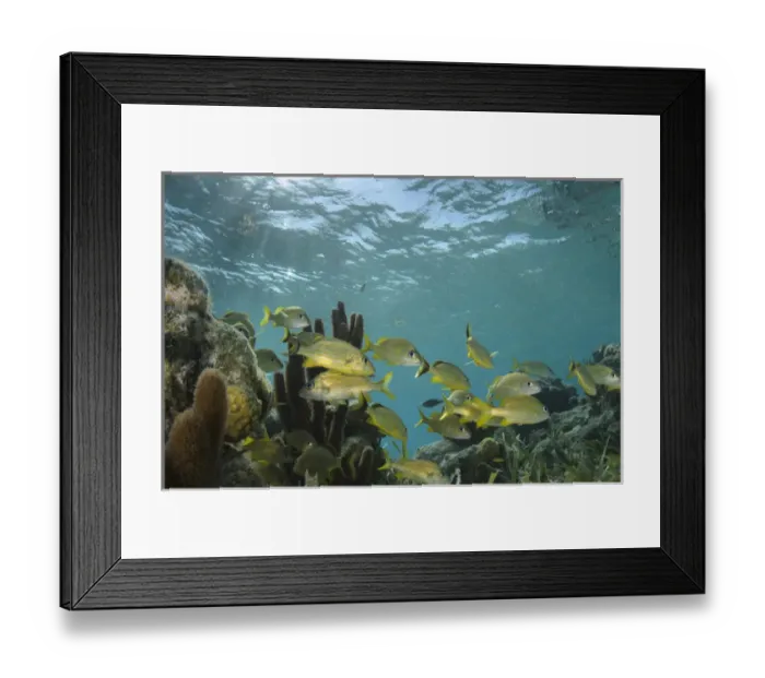 Framed Print : French Grunt (Haemulon flavolineatum), Halfmoon Caye, Lighthouse Reef Atoll, Belize Framed Print : French Grunt (Haemulon flavolineatum), Halfmoon Caye, Lighthouse Reef Atoll, Belize