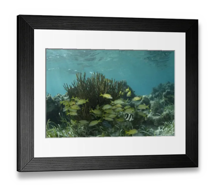 Framed Print : French Grunt (Haemulon flavolineatum) & Banded Butterflyfish (Chaetodon capistratus) Framed Print : French Grunt (Haemulon flavolineatum) & Banded Butterflyfish (Chaetodon capistratus)