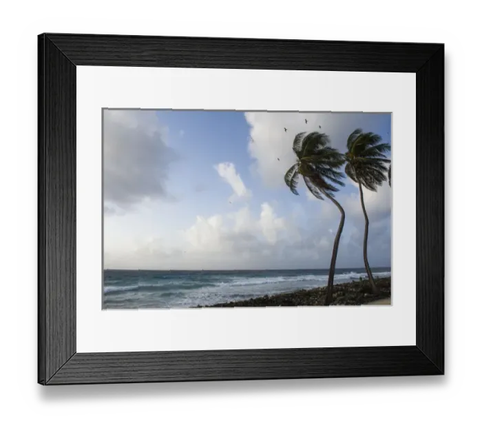 Framed Print : Coconut Palm (Cocos nucifera) & Magnificent Frigatebird (Fregata magnificens), Halfmoon Caye Framed Print : Coconut Palm (Cocos nucifera) & Magnificent Frigatebird (Fregata magnificens), Halfmoon Caye