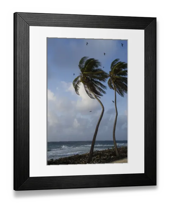 Framed Print : Coconut Palm (Cocos nucifera) & Magnificent Frigatebird (Fregata magnificens), Halfmoon Caye Framed Print : Coconut Palm (Cocos nucifera) & Magnificent Frigatebird (Fregata magnificens), Halfmoon Caye