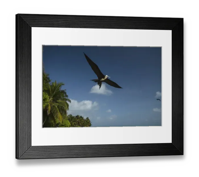 Framed Print : Magnificent Frigatebird (Fregata magnificens), Halfmoon Caye, Lighthouse Reef Atoll Framed Print : Magnificent Frigatebird (Fregata magnificens), Halfmoon Caye, Lighthouse Reef Atoll