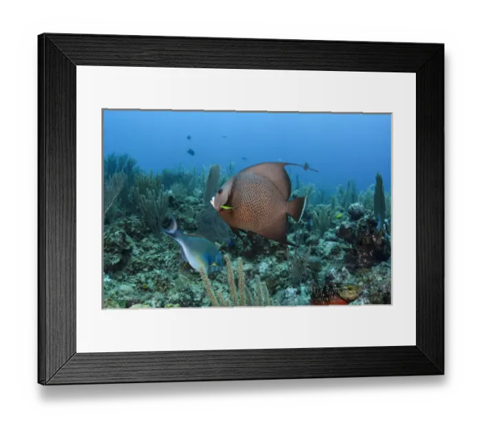 Framed Print : Gray Angelfish (Pomacanthus arcuatus), Hol Chan Marine Reserve, Belize, Central America