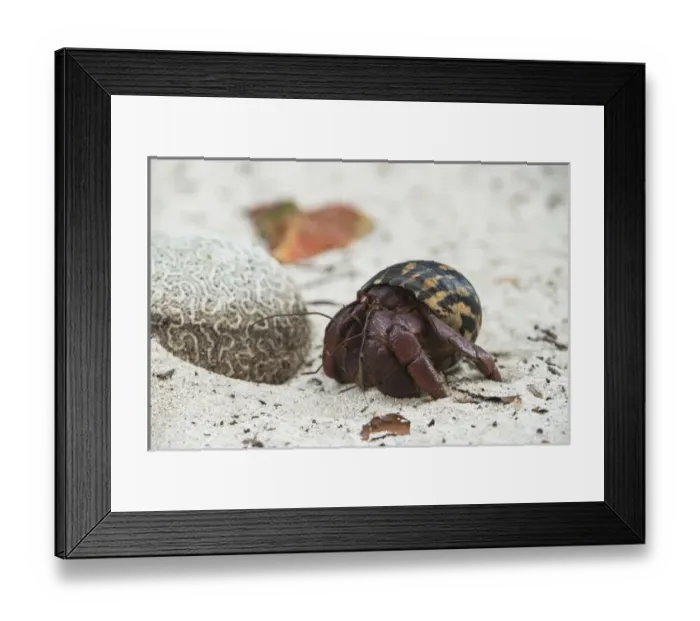 Framed Print : Caribbean Hermit Crab (Coenobita clypeatus) on, Halfmoon Caye, Lighthouse Reef Atoll
