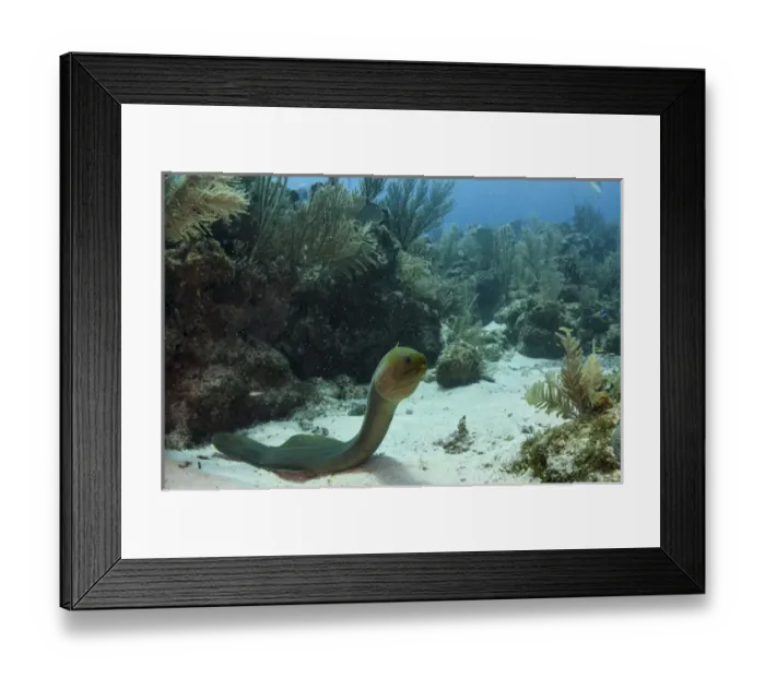 Framed Print : Green Moray (Gymnothorax funebris), Hol Chan Marine Reserve, Ambergris Caye, Belize Framed Print : Green Moray (Gymnothorax funebris), Hol Chan Marine Reserve, Ambergris Caye, Belize