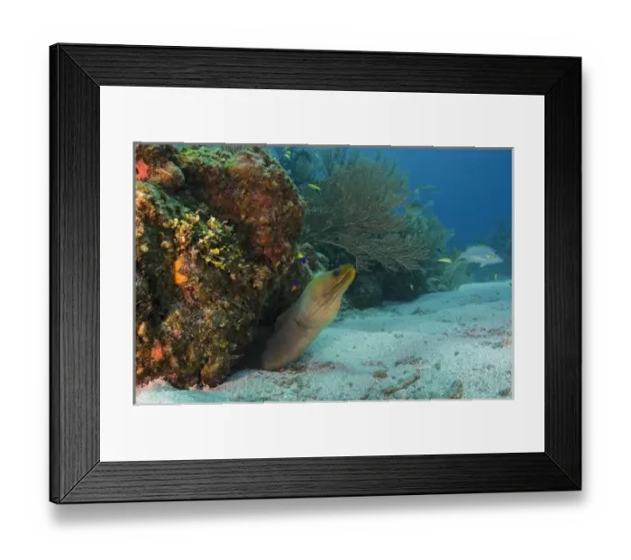Framed Print : Green Moray (Gymnothorax funebris), Hol Chan Marine Reserve, Ambergris Caye, Belize