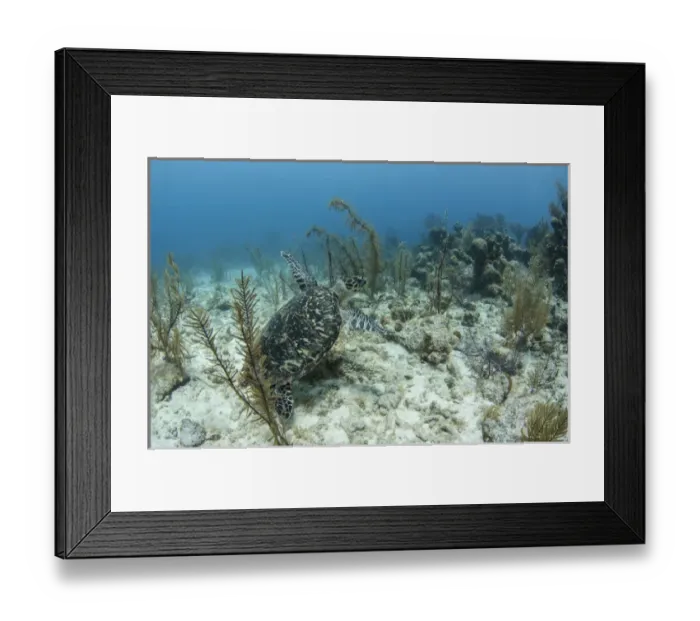 Framed Print : Hawksbill Turtle (Eretmochelys Imbricata) release after capture for annual monitoring Framed Print : Hawksbill Turtle (Eretmochelys Imbricata) release after capture for annual monitoring