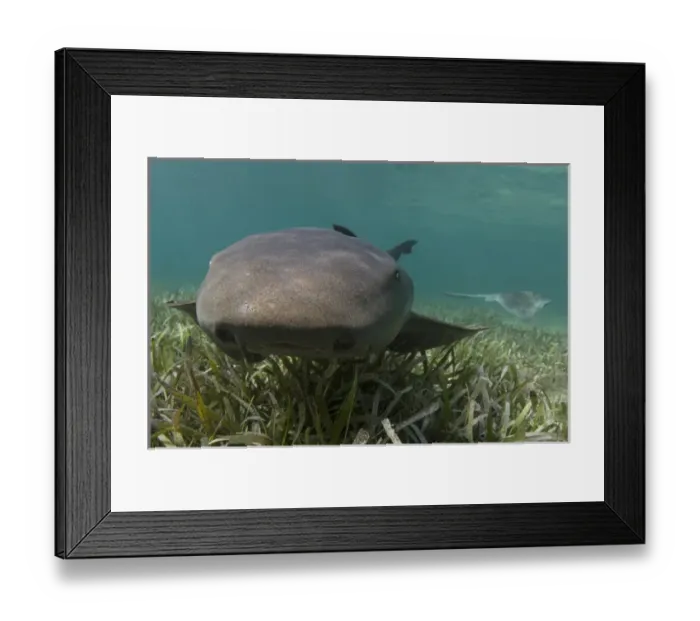 Framed Print : Nurse Shark (Ginglymostoma cirratum) over Turtle grass (Thalassia testudinum) Framed Print : Nurse Shark (Ginglymostoma cirratum) over Turtle grass (Thalassia testudinum)