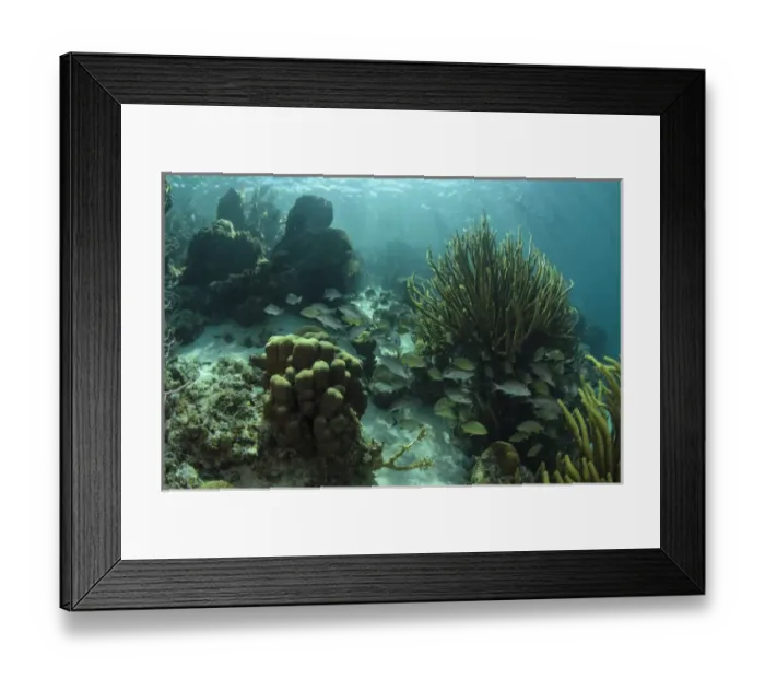Framed Print : Mahogany Snapper (Lutjanus mahogoni) & grunts, Hol Chan Marine Reserve near Ambergris Caye Framed Print : Mahogany Snapper (Lutjanus mahogoni) & grunts, Hol Chan Marine Reserve near Ambergris Caye