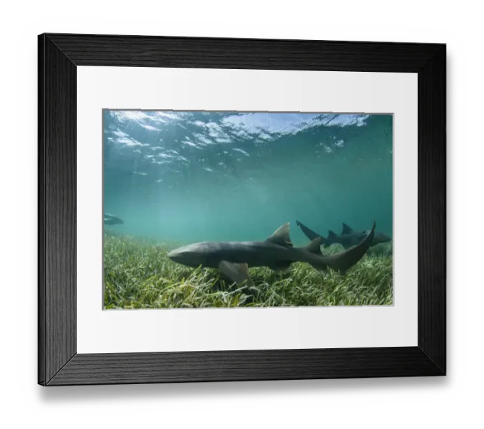 Framed Print : Nurse Shark (Ginglymostoma cirratum), Marine Megafauna Research. MAR Alliance, Halfmoon Caye