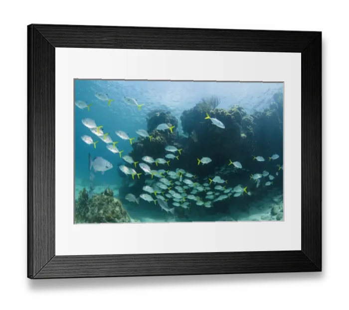 Framed Print : Horse-eye Jack (Caranx latus) & Chub (Kyphosus sectatrix), Hol Chan Marine Reserve Framed Print : Horse-eye Jack (Caranx latus) & Chub (Kyphosus sectatrix), Hol Chan Marine Reserve