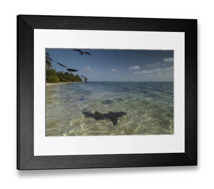 Framed Print : Nurse Shark (Ginglymostoma cirratum) & Magnificent Frigatebird (Fregata magnificens) Framed Print : Nurse Shark (Ginglymostoma cirratum) & Magnificent Frigatebird (Fregata magnificens)