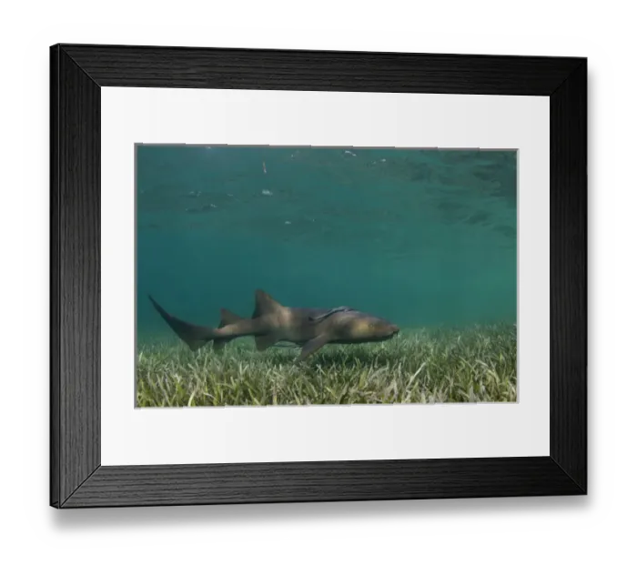 Framed Print : Nurse Shark (Ginglymostoma cirratum) & Sharksucker (Echeneis naucrates), Marine Megafauna Research Framed Print : Nurse Shark (Ginglymostoma cirratum) & Sharksucker (Echeneis naucrates), Marine Megafauna Research