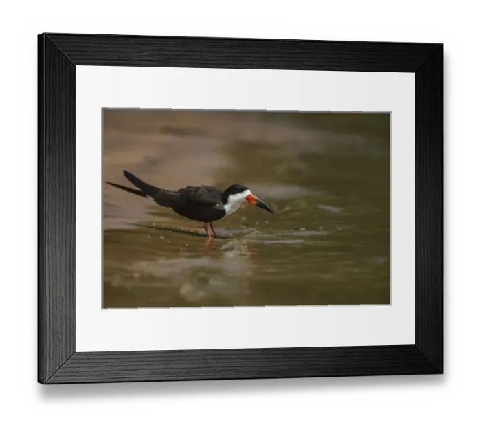 Framed Print : Black Skimmer (Ryncops niger), Northern Pantanal, Mato Grosso, Brazil Framed Print : Black Skimmer (Ryncops niger), Northern Pantanal, Mato Grosso, Brazil