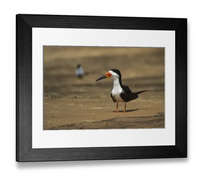 Framed Print : Black Skimmer (Ryncops niger), Northern Pantanal, Mato Grosso, Brazil