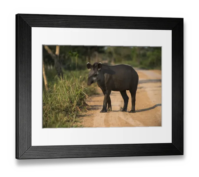 Framed Print : Brazilian Tapir (Tapirus terrestris), Northern Pantanal, Mato Grosso, Brazil Framed Print : Brazilian Tapir (Tapirus terrestris), Northern Pantanal, Mato Grosso, Brazil