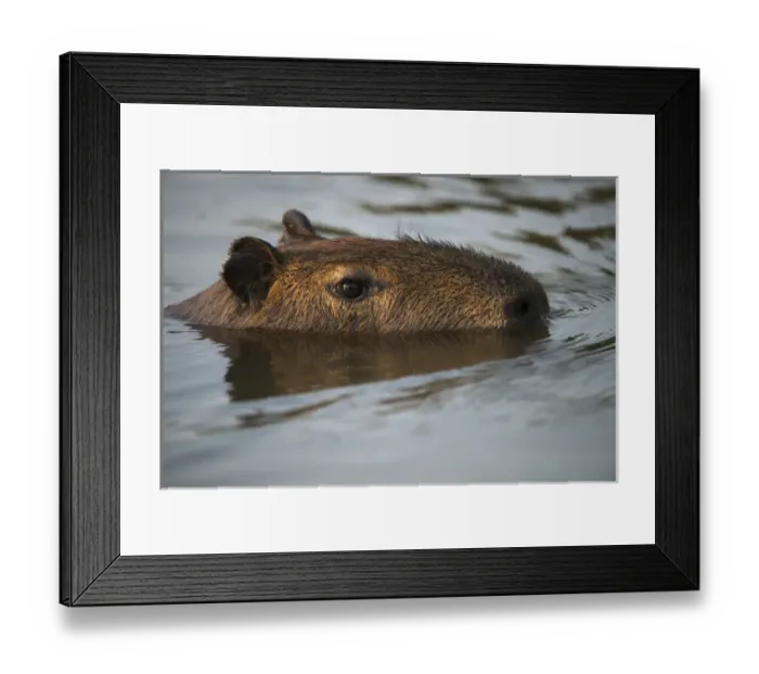 Framed Print : Capybara (Hydrochoerus hydrochaeris), Northern Pantanal, Mato Grosso, Brazil Framed Print : Capybara (Hydrochoerus hydrochaeris), Northern Pantanal, Mato Grosso, Brazil