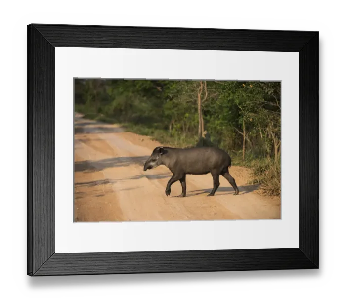 Framed Print : Brazilian Tapir (Tapirus terrestris), Northern Pantanal, Mato Grosso, Brazil Framed Print : Brazilian Tapir (Tapirus terrestris), Northern Pantanal, Mato Grosso, Brazil