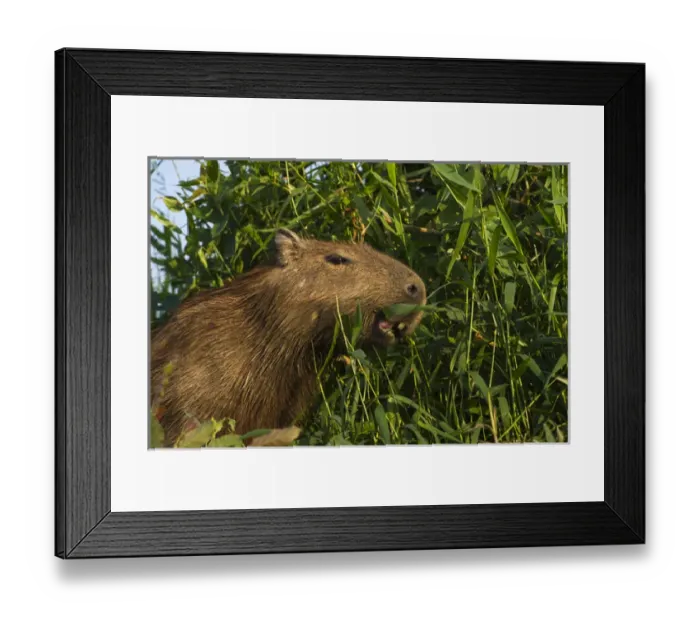 Framed Print : Capybara (Hydrochoerus hydrochaeris) Northern Pantanal, Mato Grosso, Brazil
