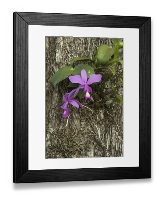 Framed Print : Cattleya nobilis Orchid, Northern Pantanal, Mato Grosso, Brazil