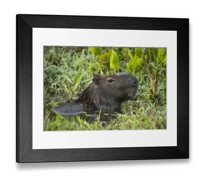 Framed Print : Capybara (Hydrochoerus hydrochaeris), Northern Pantanal, Mato Grosso, Brazil Framed Print : Capybara (Hydrochoerus hydrochaeris), Northern Pantanal, Mato Grosso, Brazil