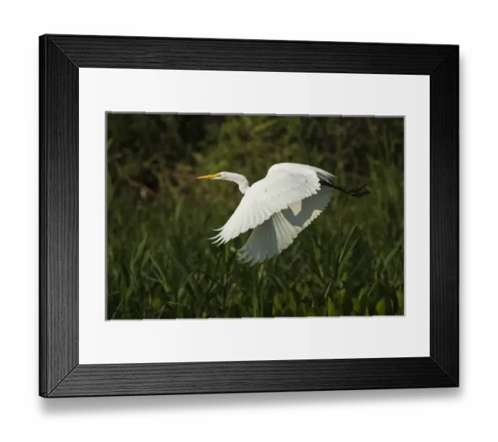 Framed Print : Great Egret (Ardea alba), Northern Pantanal, Mato Grosso, Brazil Framed Print : Great Egret (Ardea alba), Northern Pantanal, Mato Grosso, Brazil